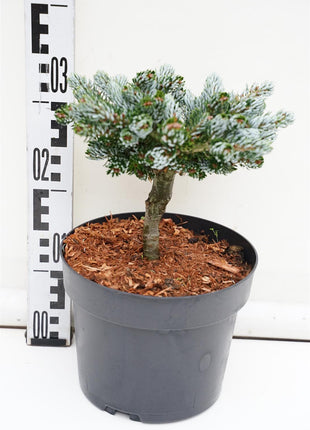 Abies koreana 'Kohout's Icebreaker'