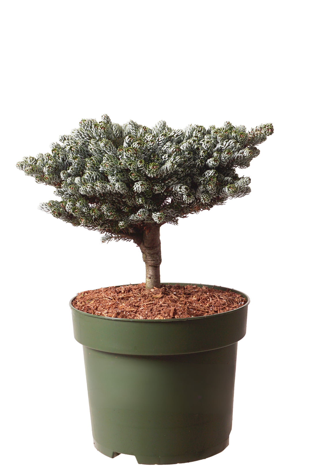 Silvergran koreana &