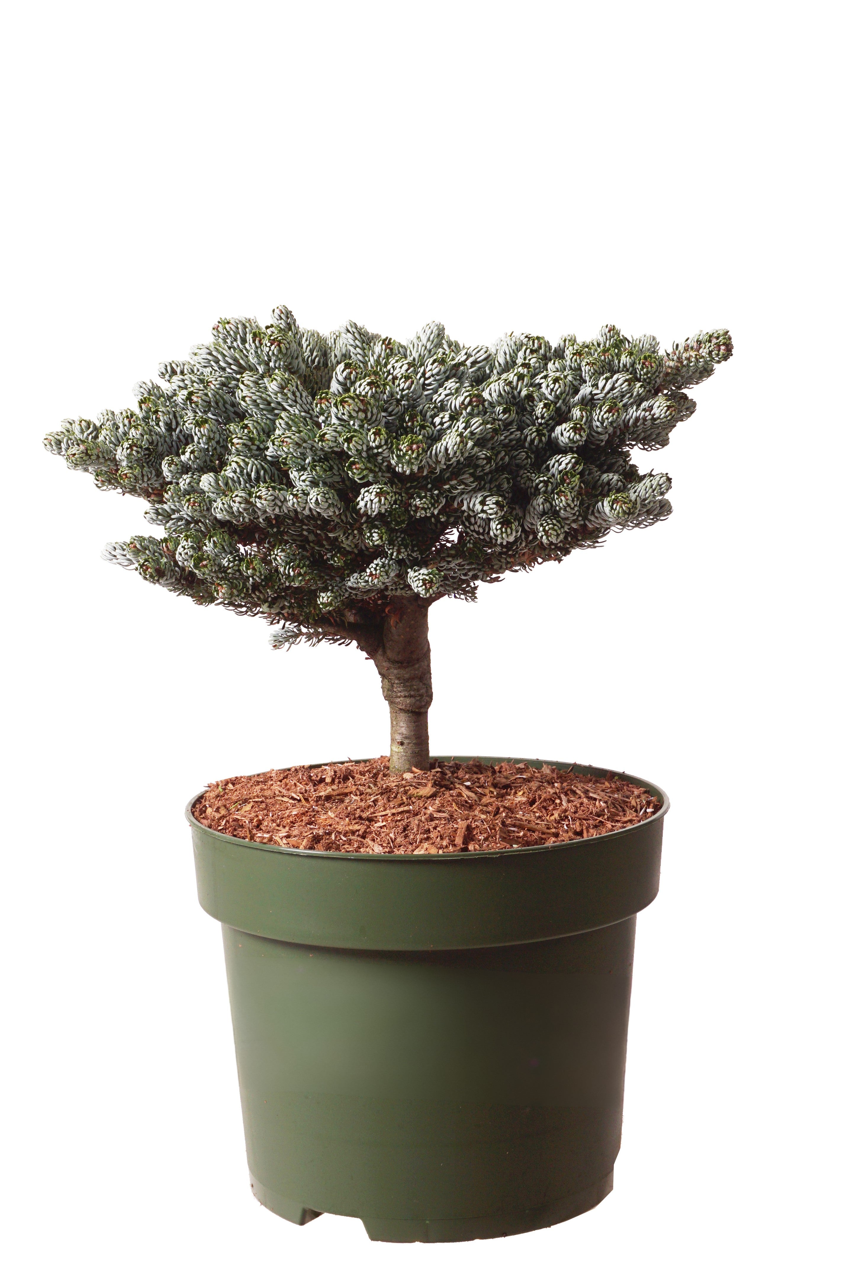 Silvergran koreana &