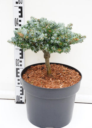 Abies koreana 'Kohout's Icebreaker'