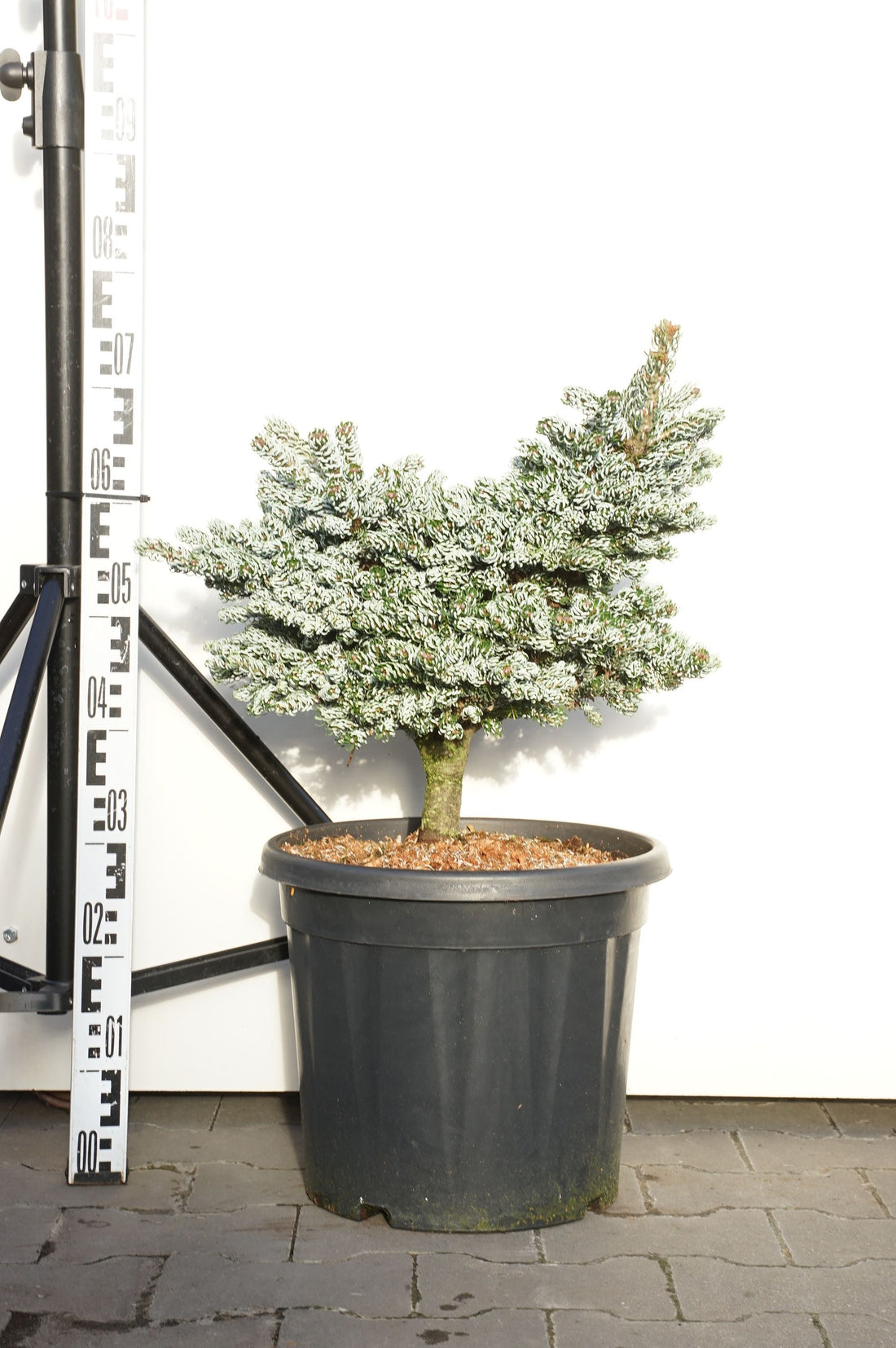 Silvergran koreana &