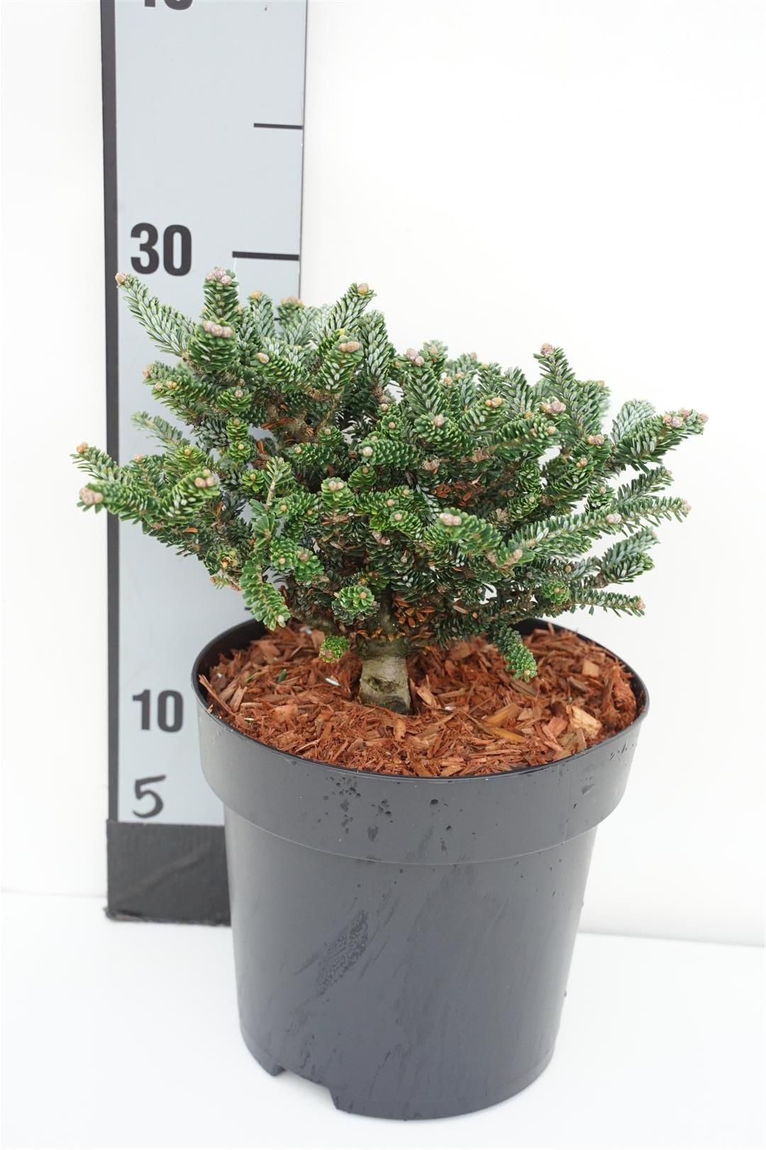 Silvergran koreana &