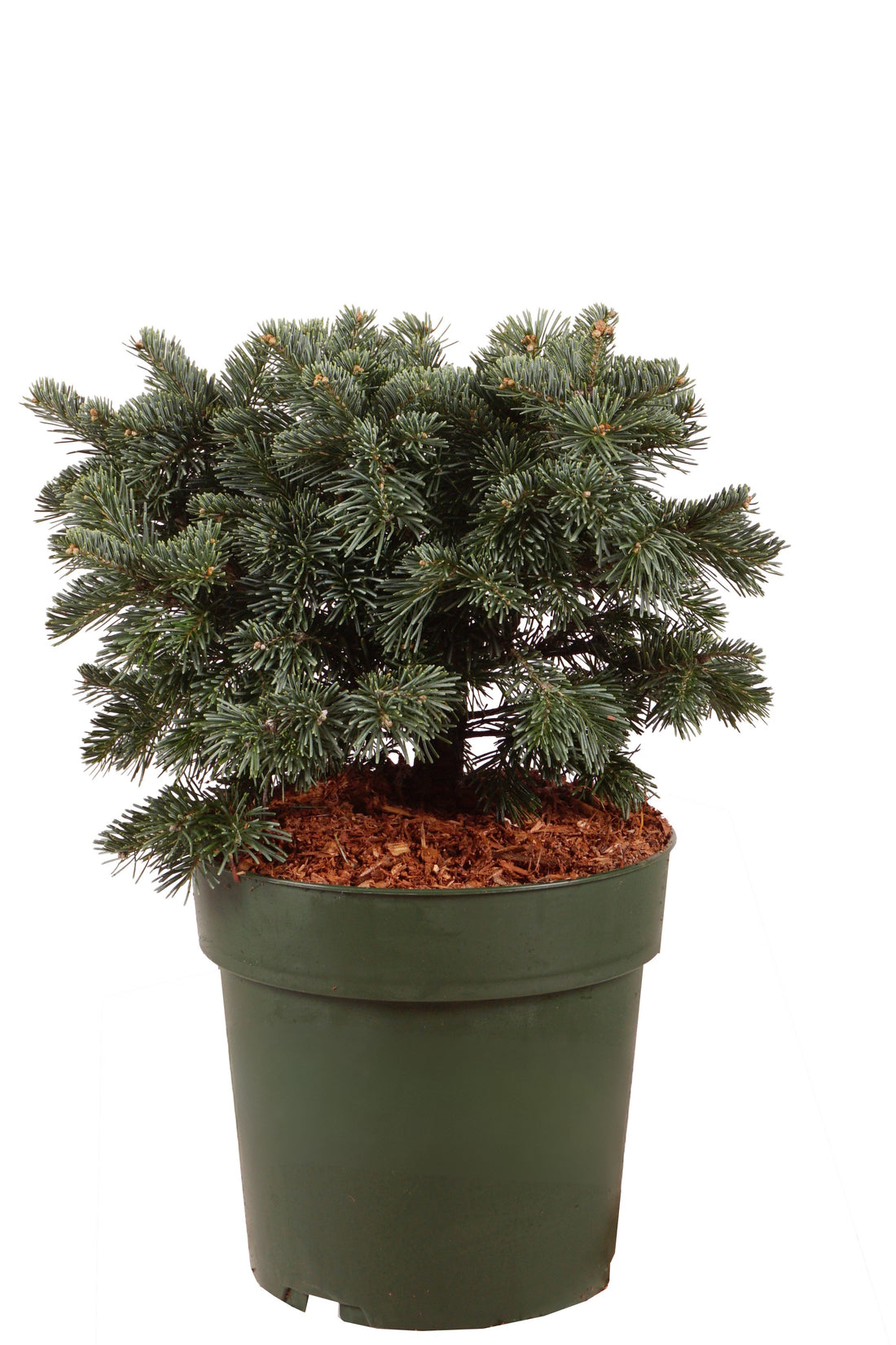 Silvergran lasiocarpa &