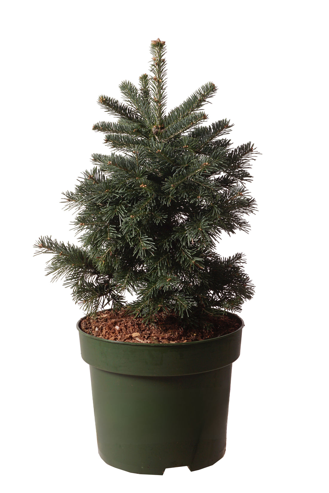 Silvergran lasiocarpa &