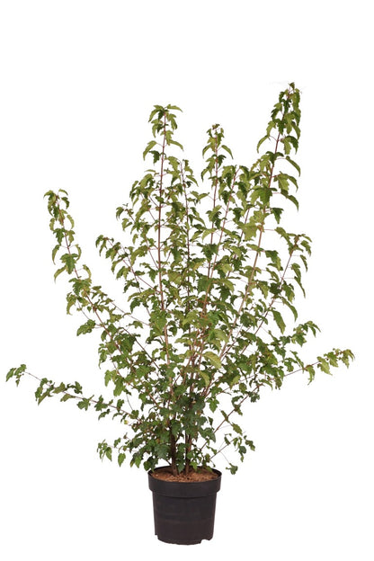 Acer ginnala C10 (10 liters kruka) 100-150 cm