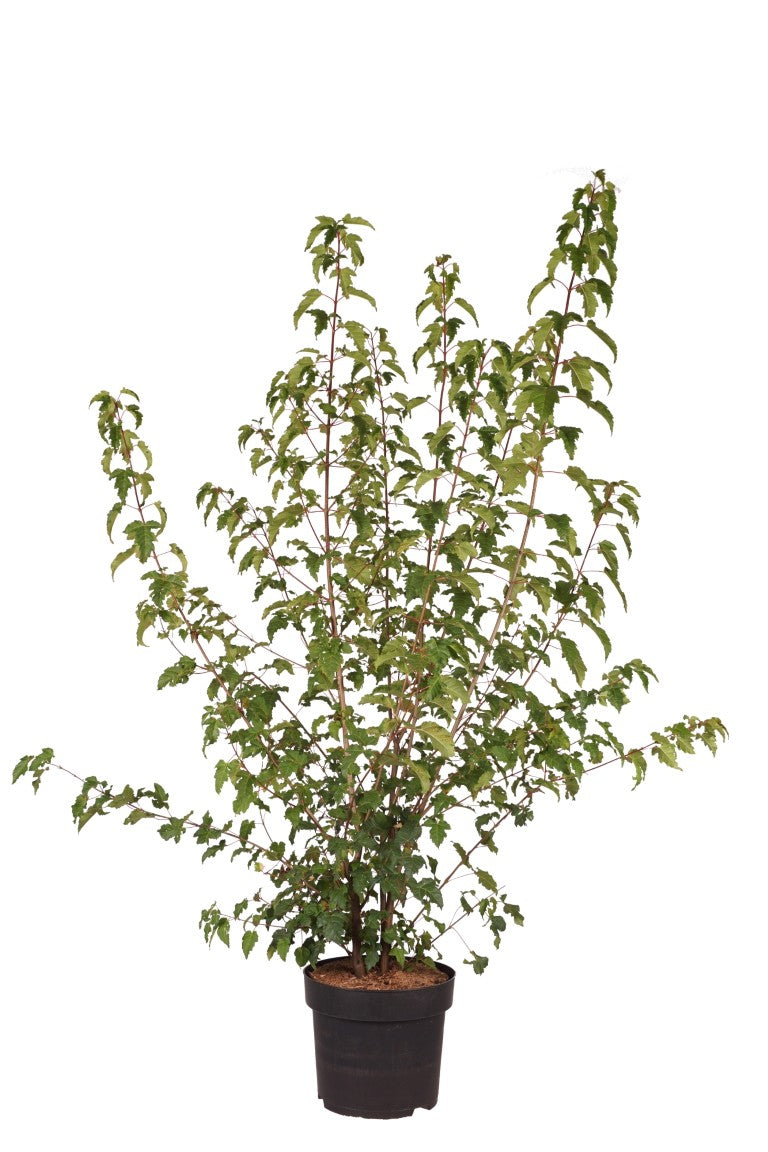 Lönn ginnala - C10 100-150 CM