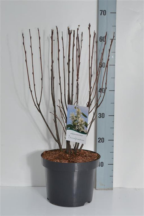 Amelanchier jalava. 'Obeliski'