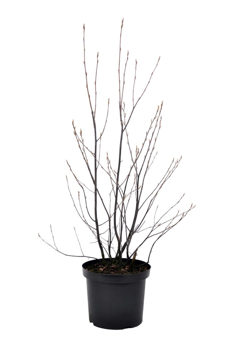 Häggmispel lamarckii - C10 80-100 CM