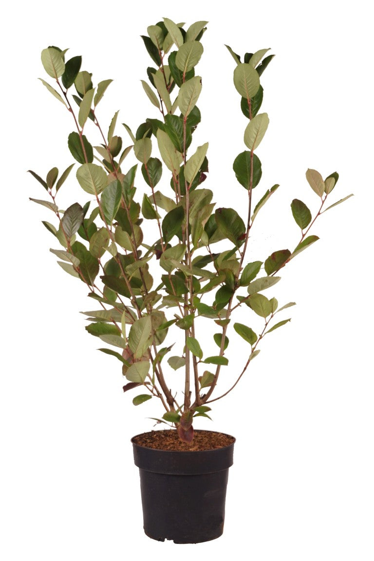 Aronia melanocarpa &