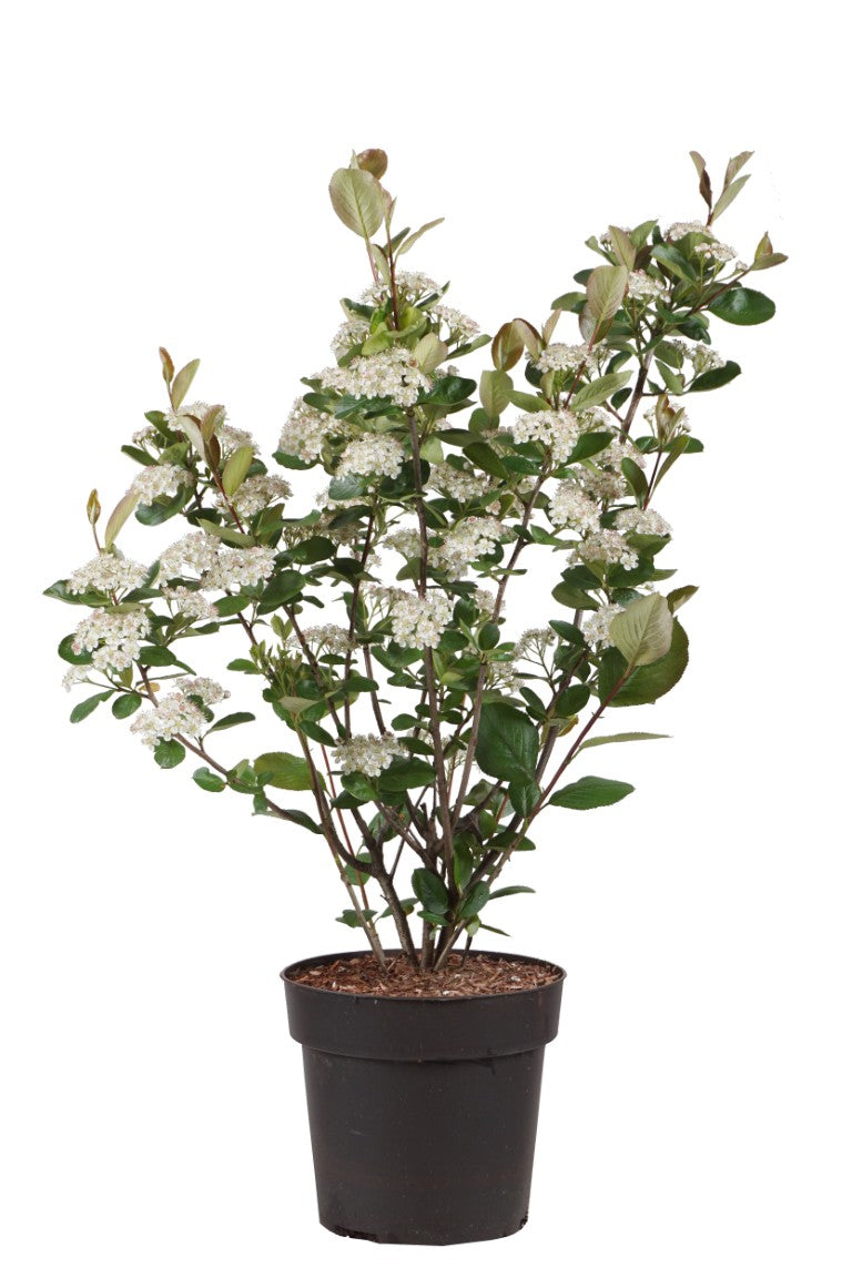 Aronia prun. &