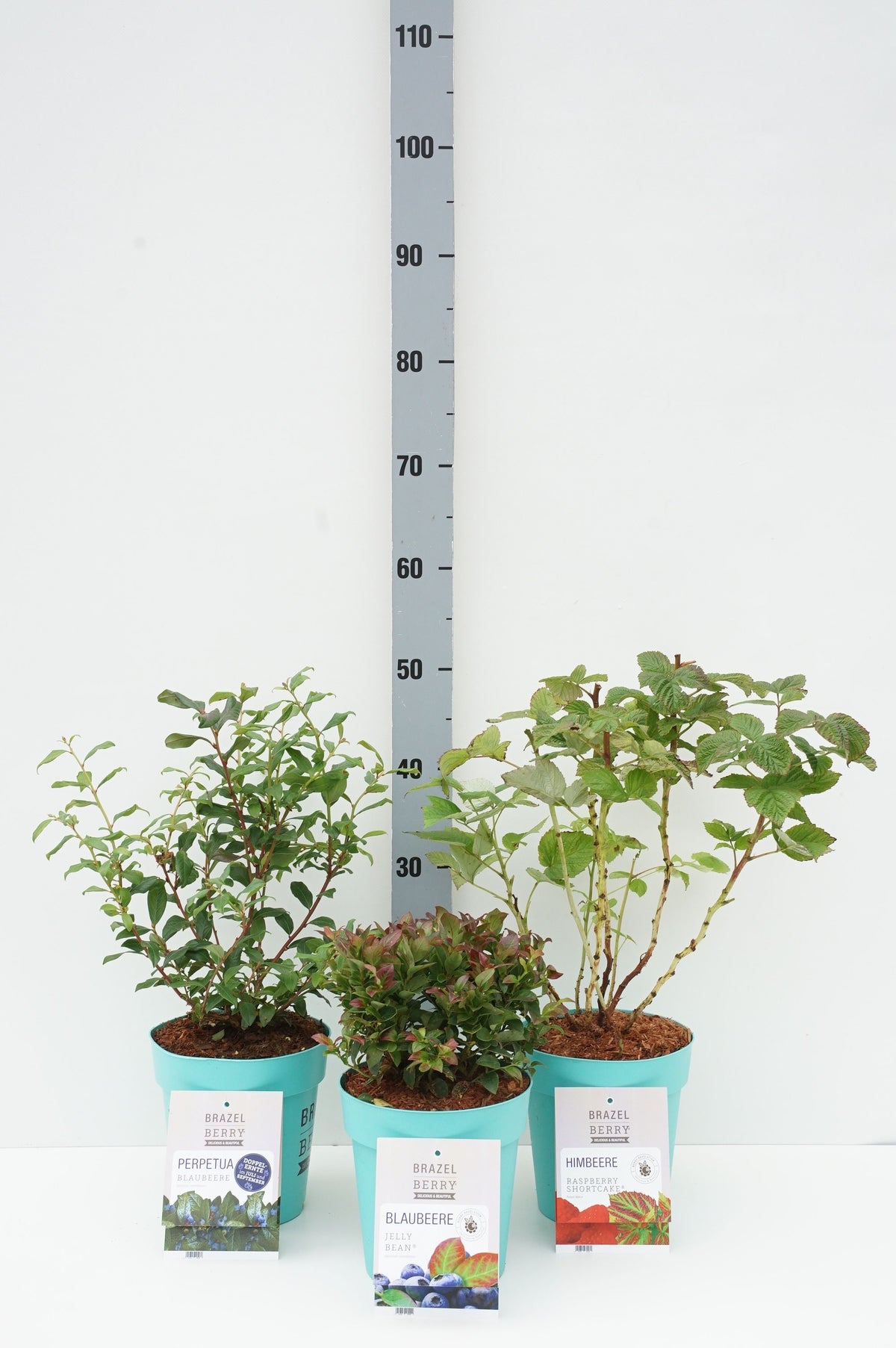 BrazelBerry® Mix C3 (3 liters kruka / 19 cm kruka) 20-25 cm