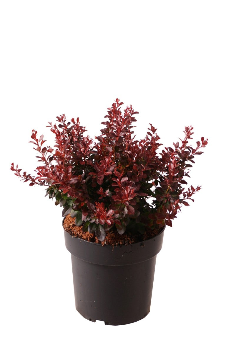 Berberis thunb. &