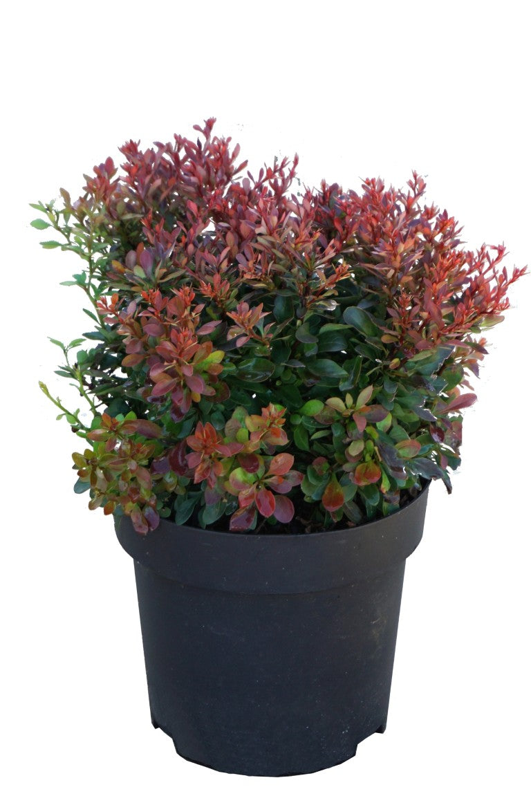 Berberis thunb. &