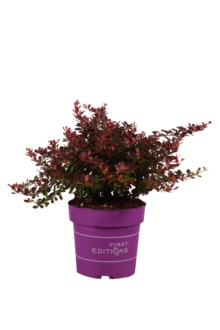 Berberis thunb. &