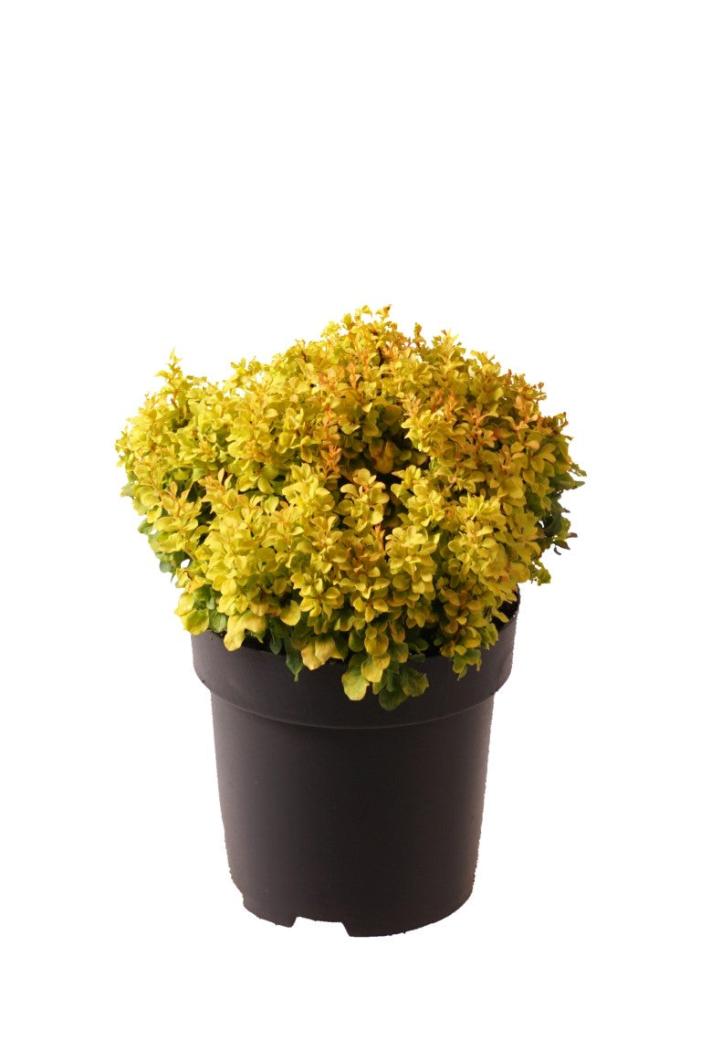 Berberis thunb. &