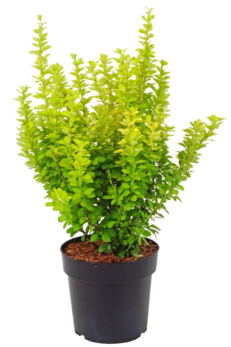 Berberis thunb. &