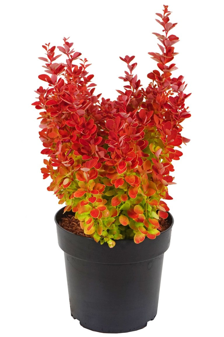 Berberis thunb. &