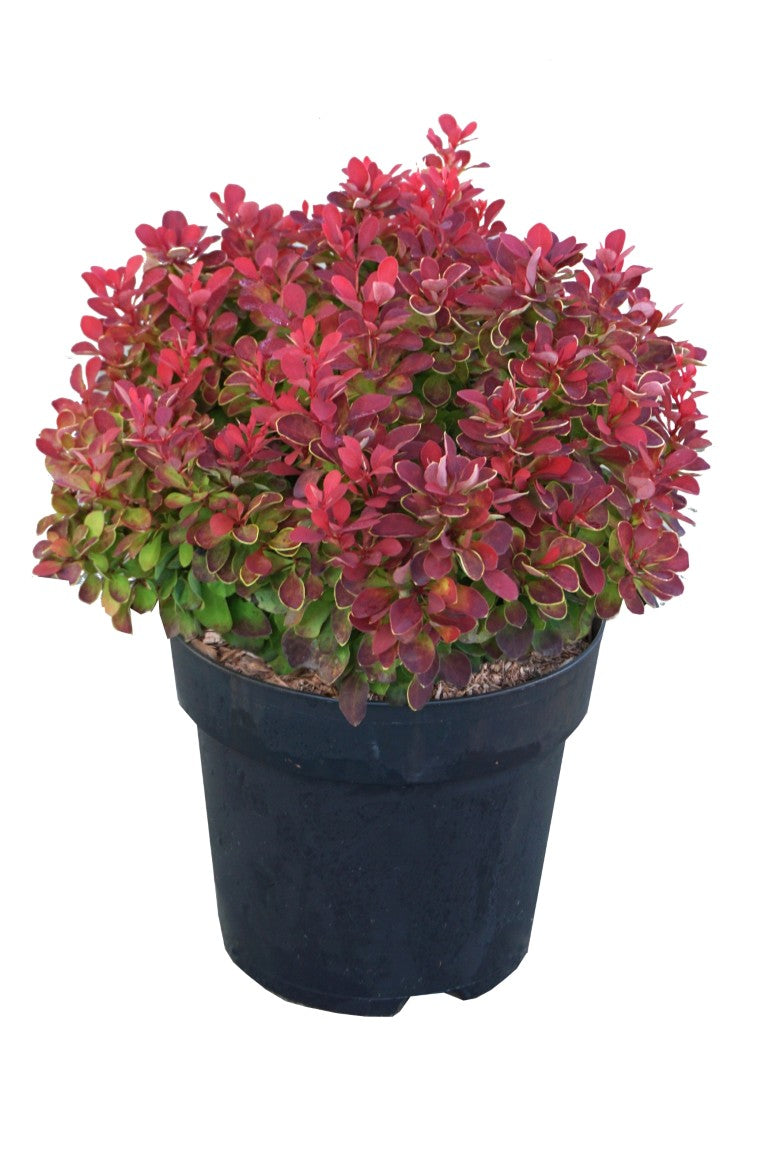 Berberis thunb. &