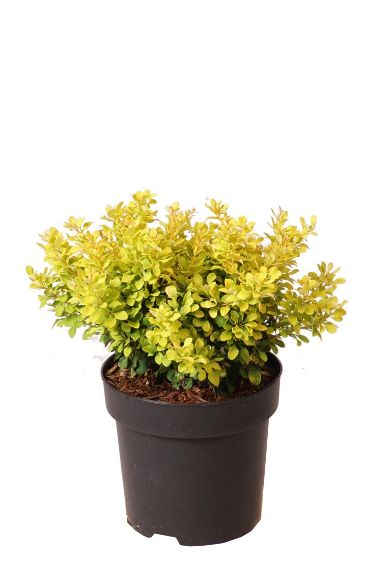 Berberis thunb. &