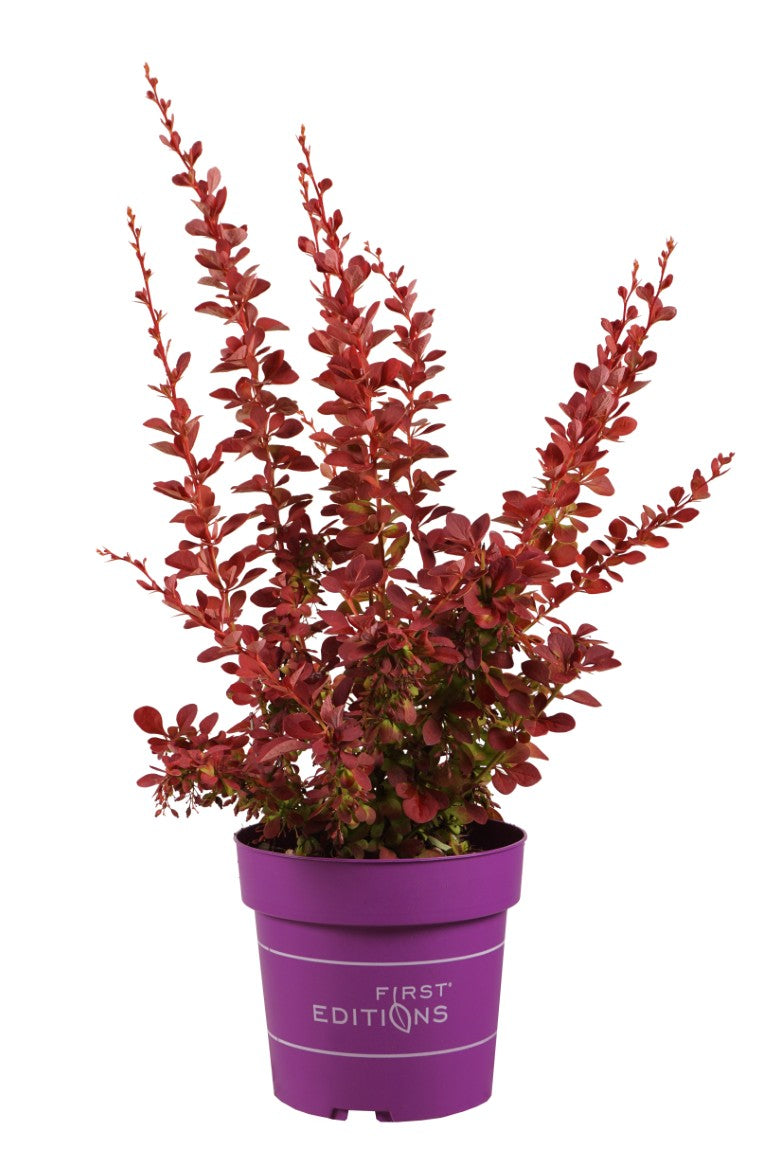 Berberis thunb. &
