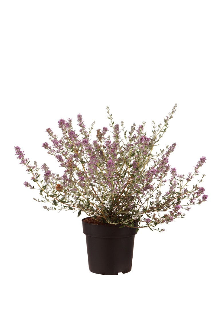 Syrenbuddleja altern. &