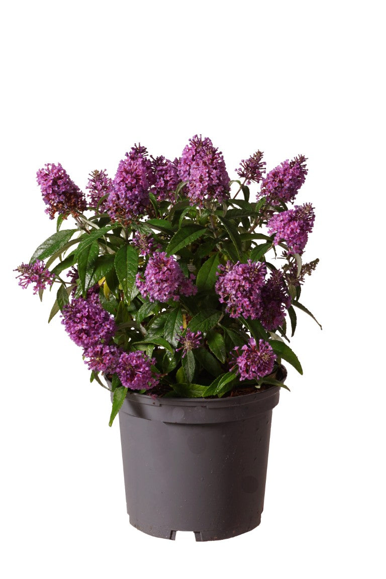 Syrenbuddleja d. &