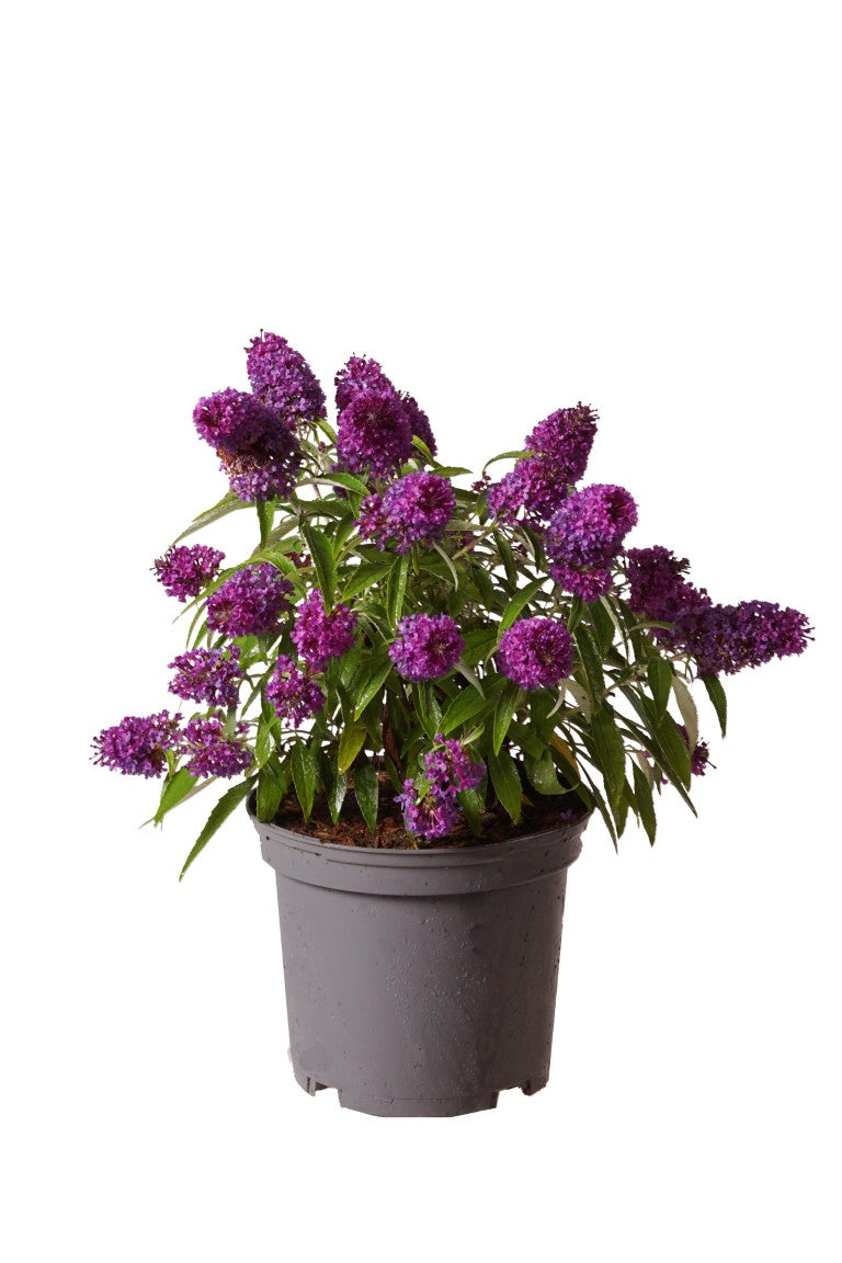 Syrenbuddleja d. &