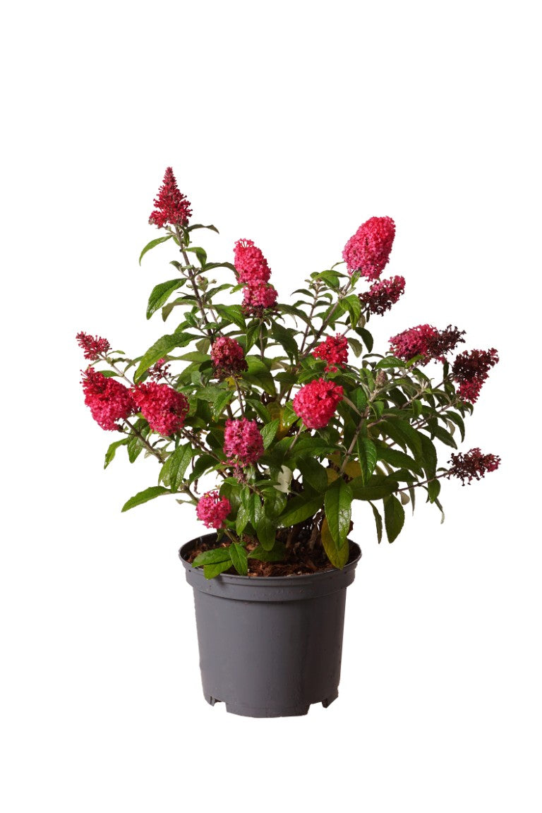 Syrenbuddleja d. &