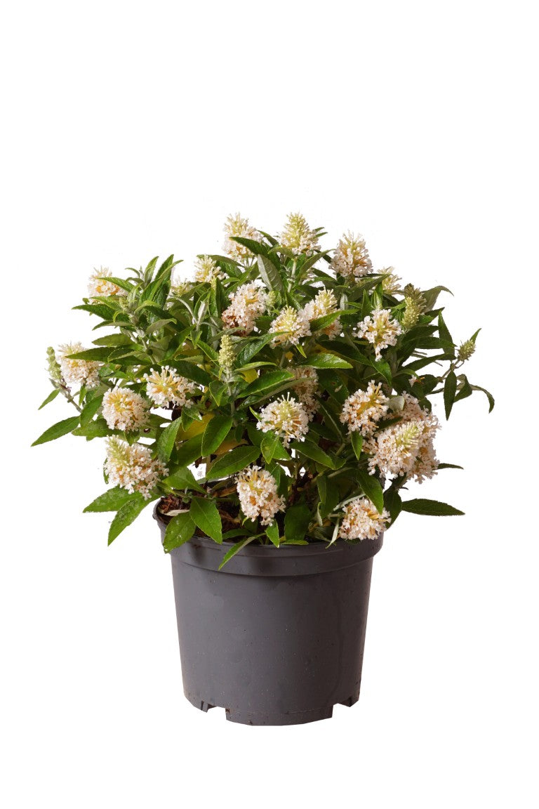 Syrenbuddleja d. &