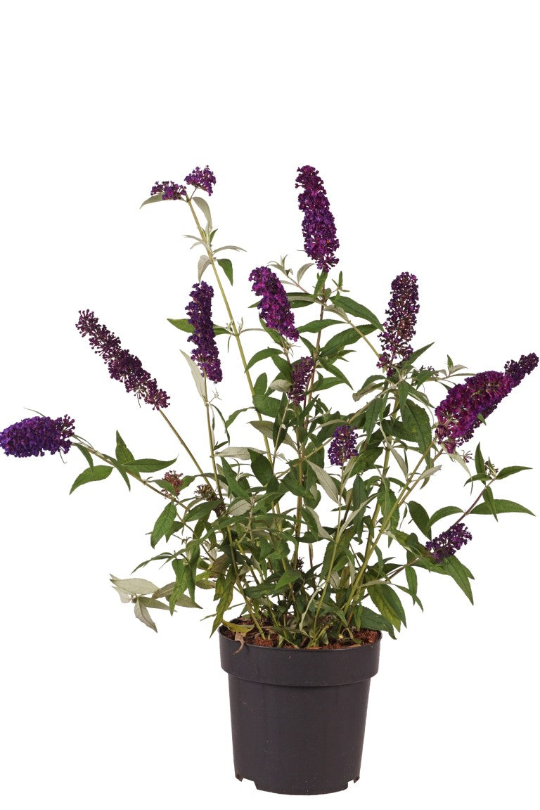 Syrenbuddleja d. &