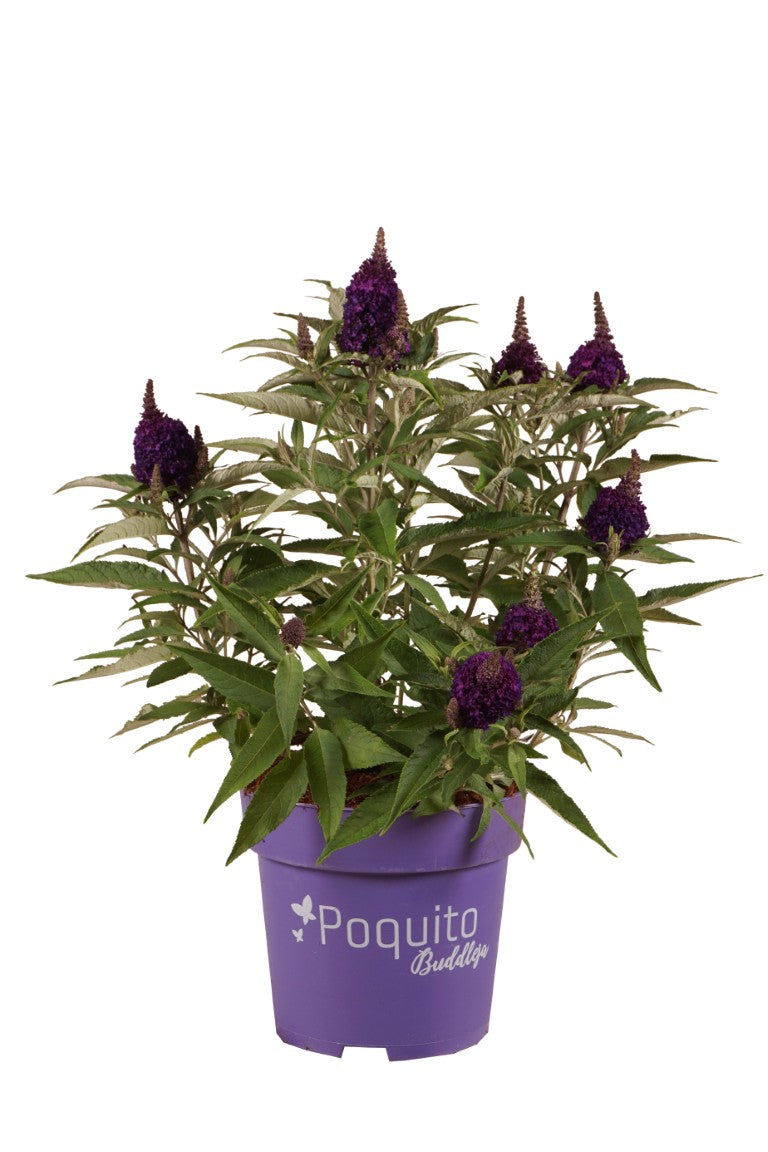Syrenbuddleja d. &