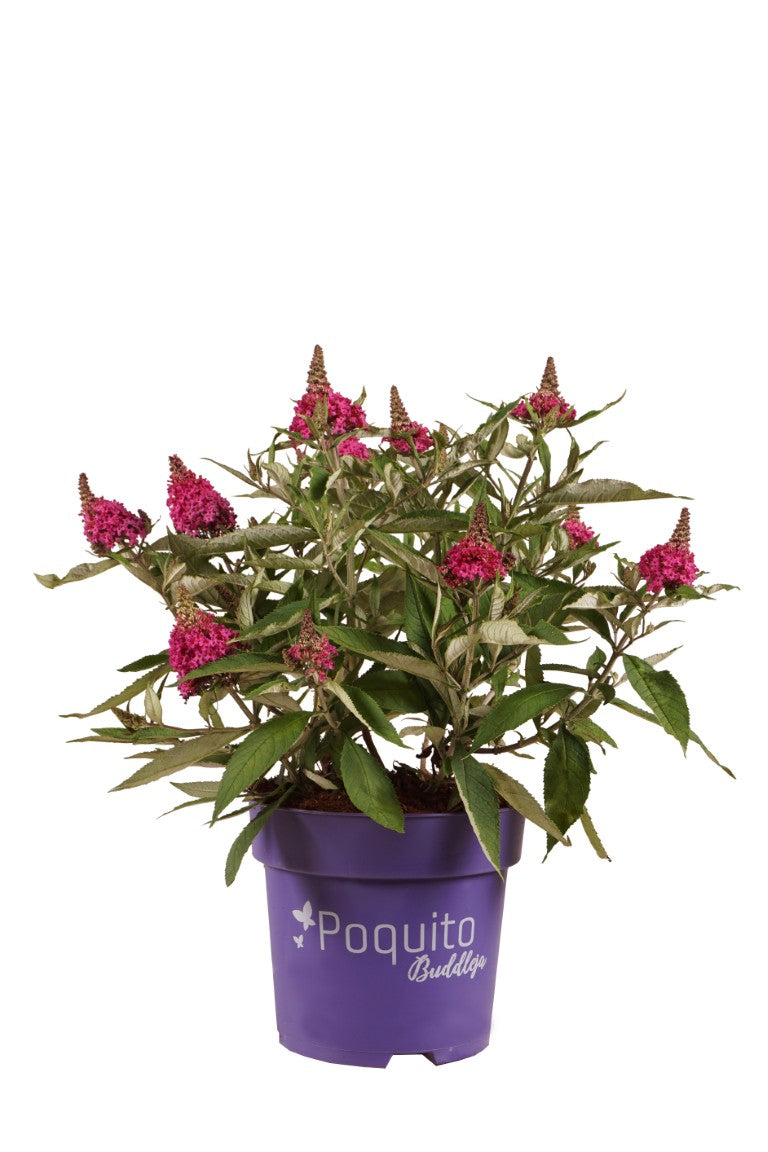 Syrenbuddleja d. &