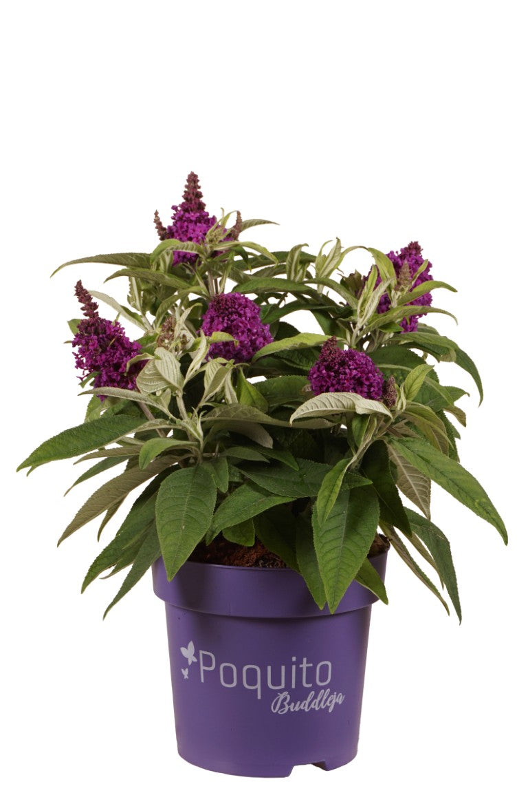 Syrenbuddleja d. &