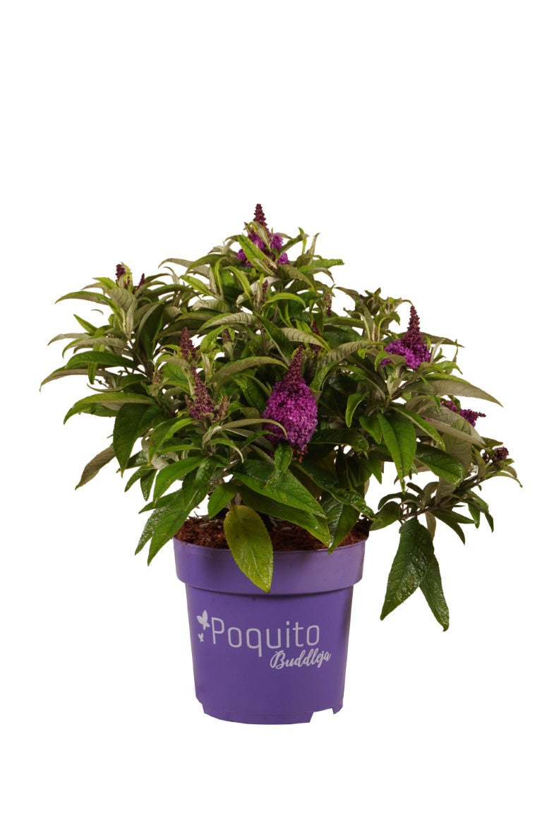 Syrenbuddleja d. &