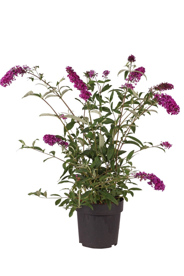 Syrenbuddleja d. &
