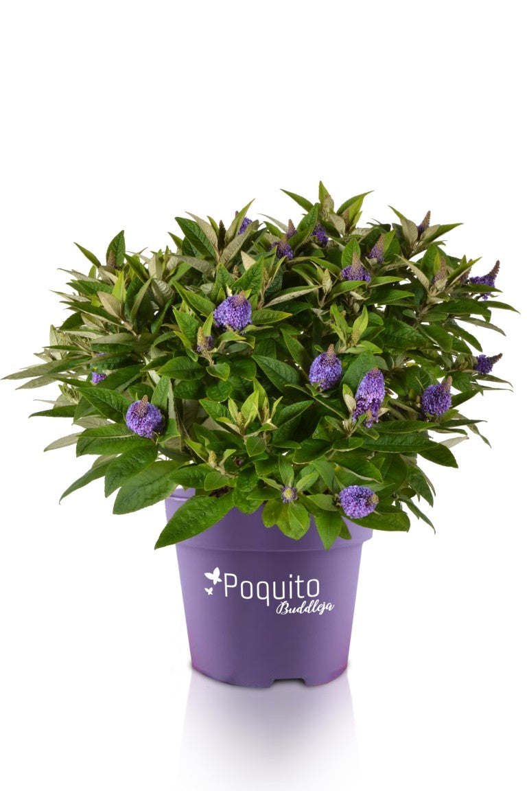 Syrenbuddleja d. &