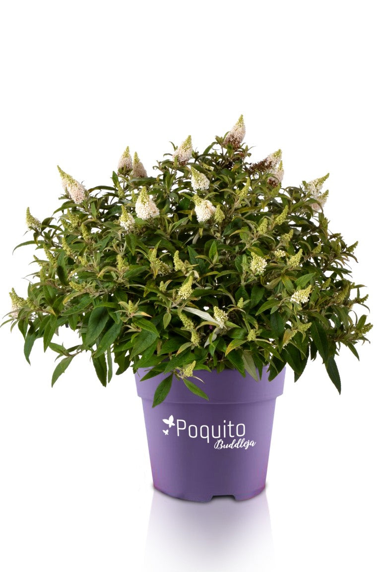 Syrenbuddleja d. &