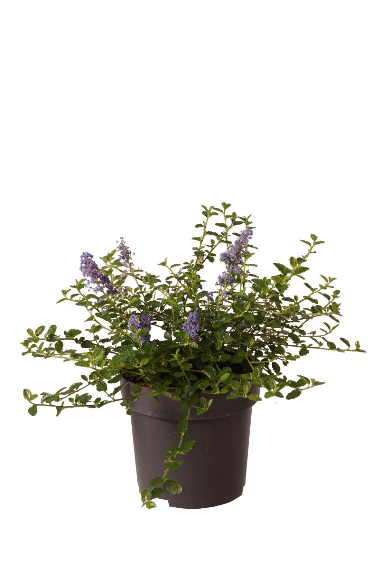 Säckbuske thyrs. repens - C3/P19 30-40 CM