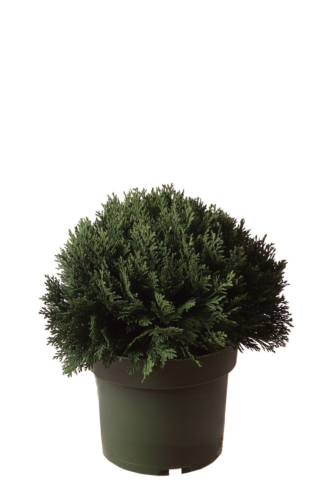 Ädelcypress l. &