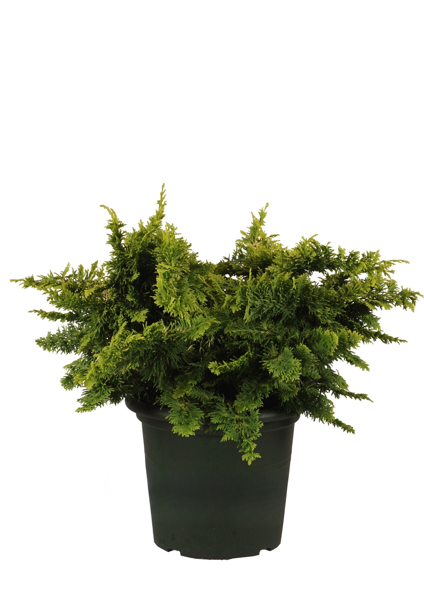 Ädelcypress o. &