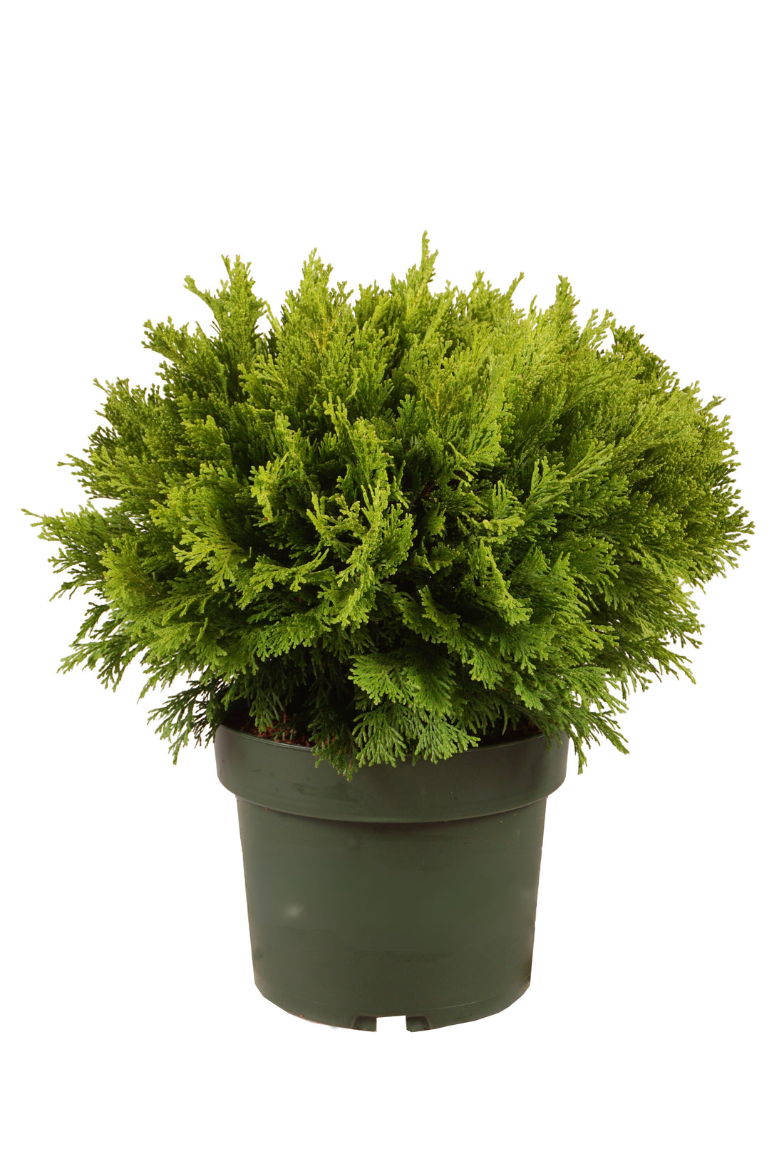 Ädelcypress o. &