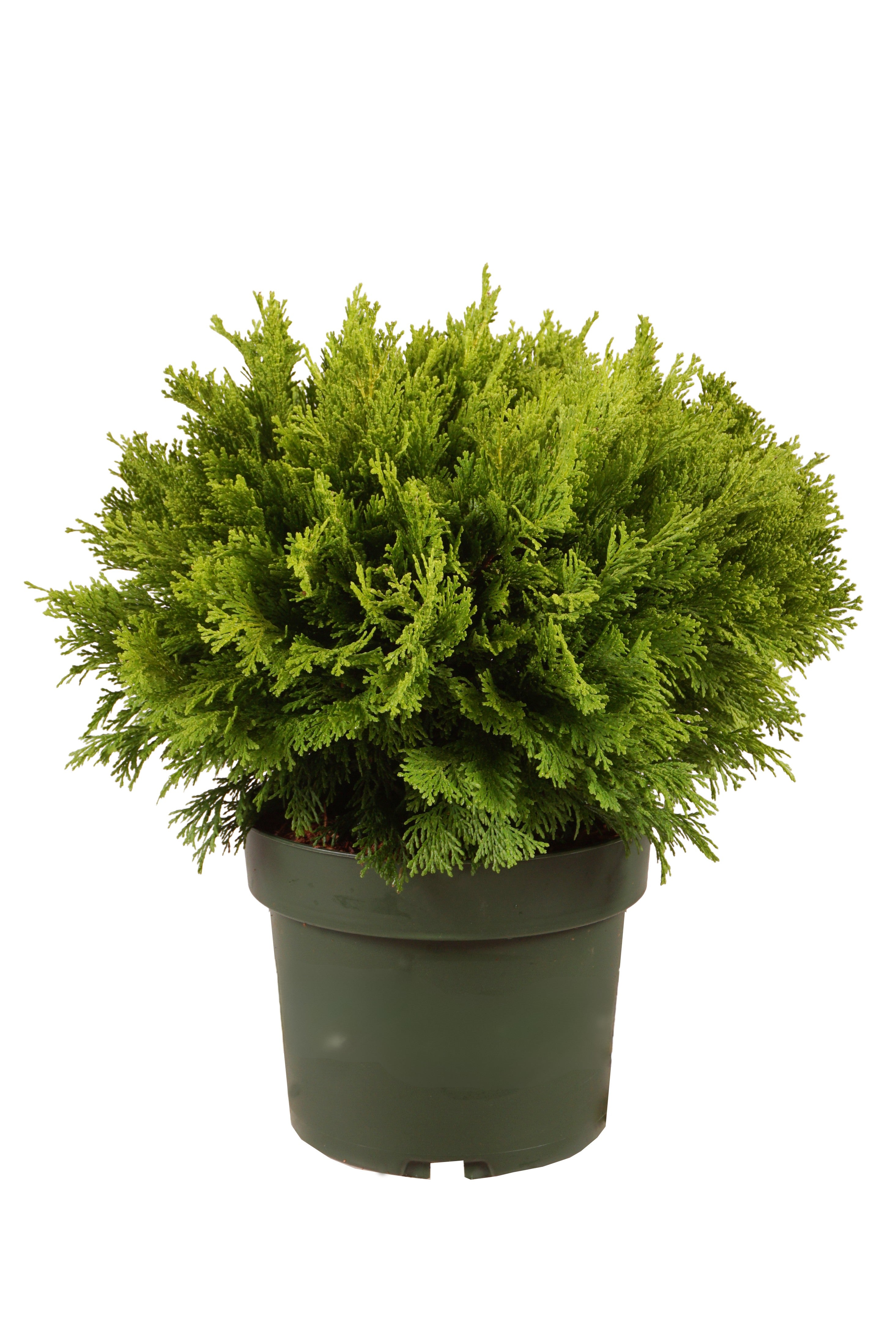 Ädelcypress o. &