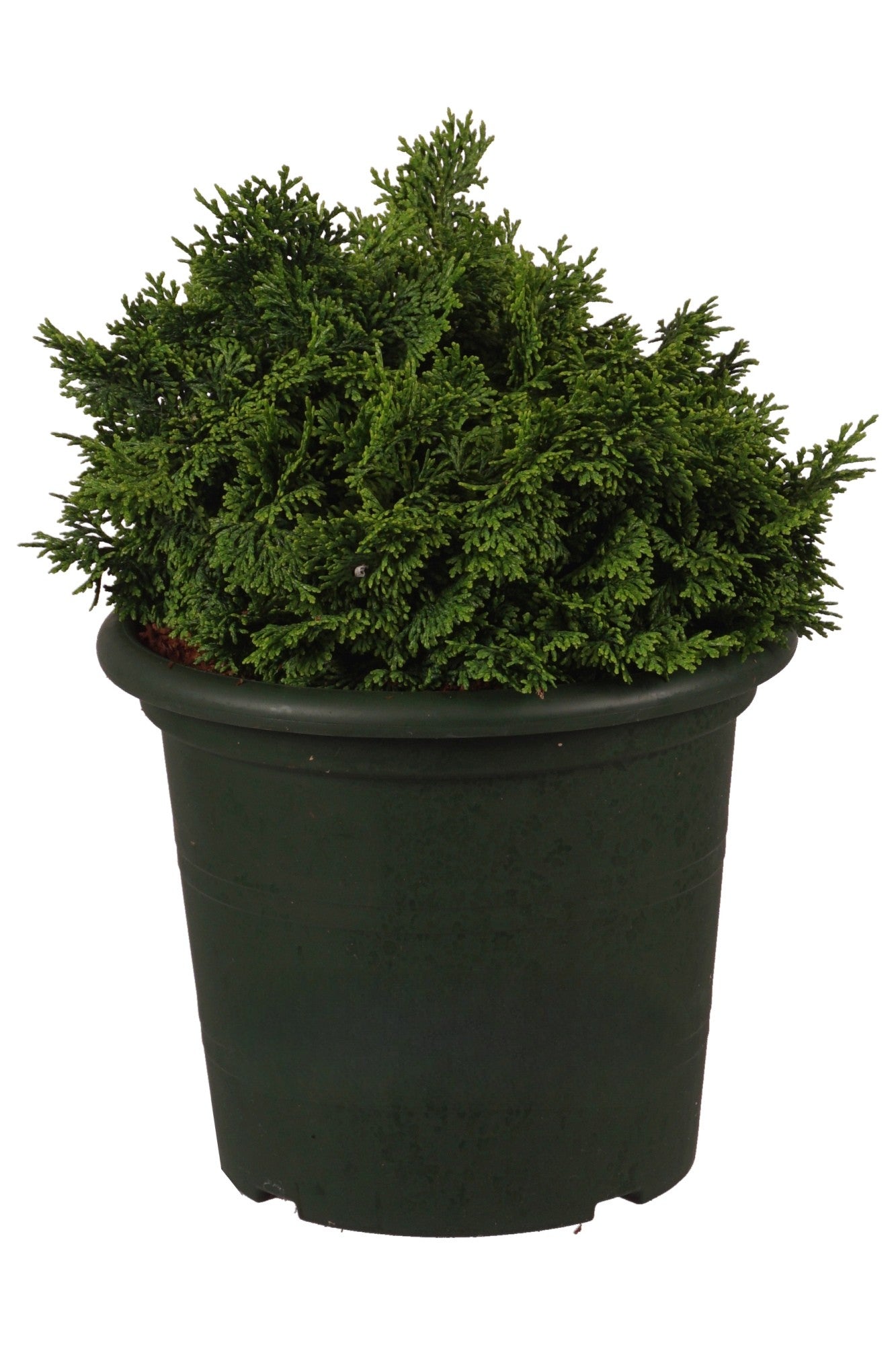 Ädelcypress o. &