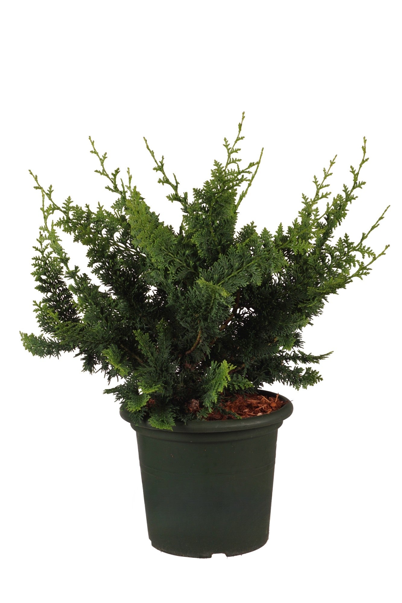 Ädelcypress o. &