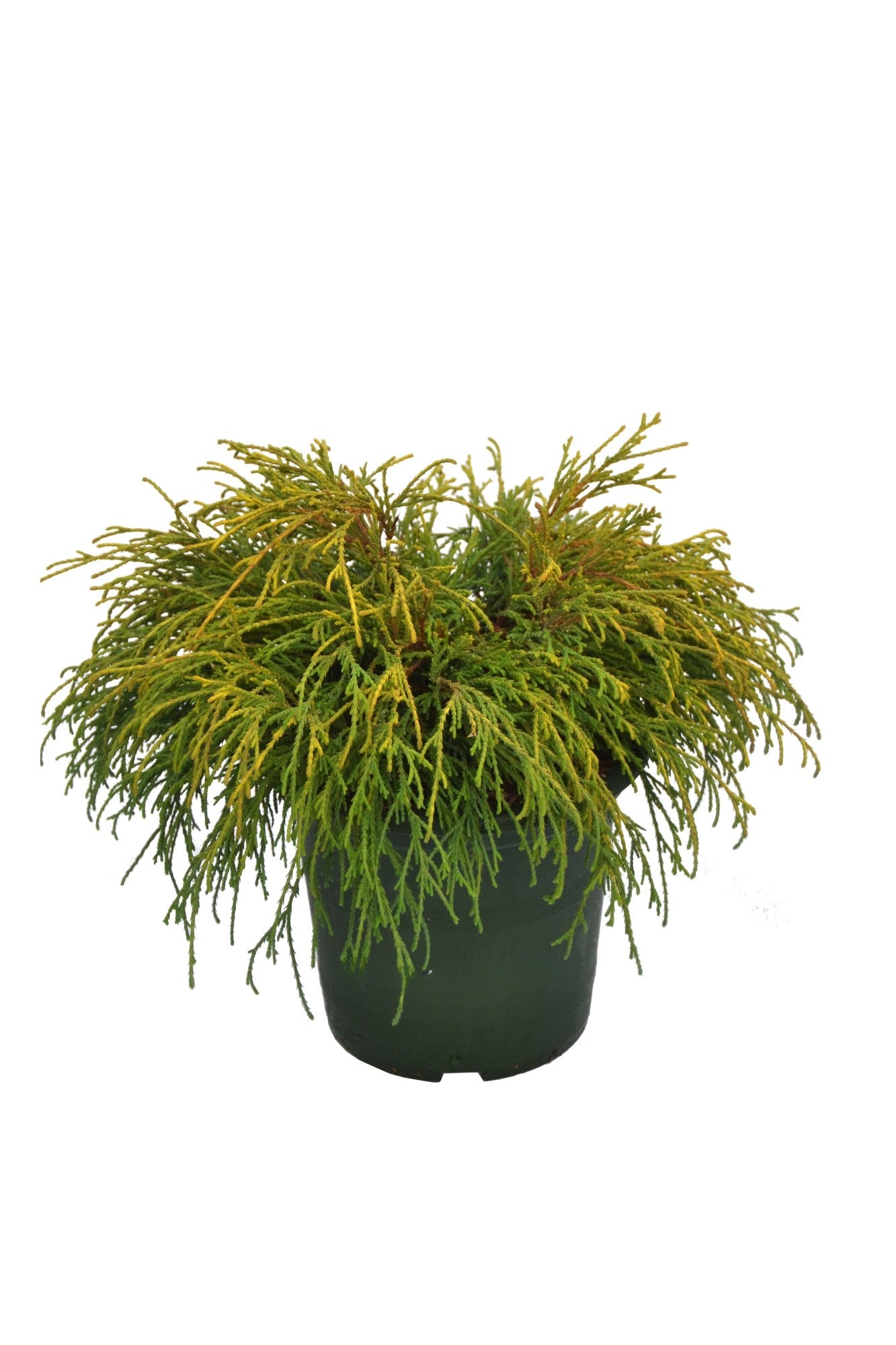 Ädelcypress p. &