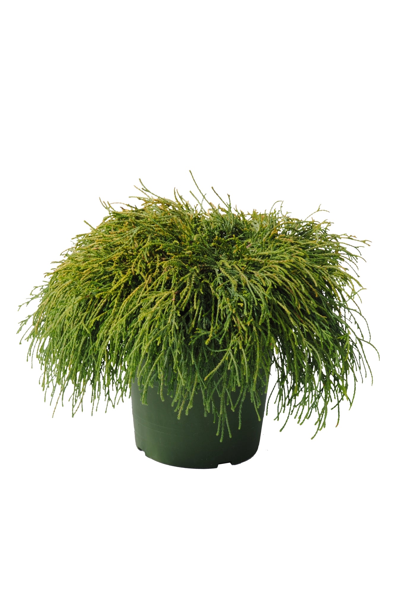 Ädelcypress p. &