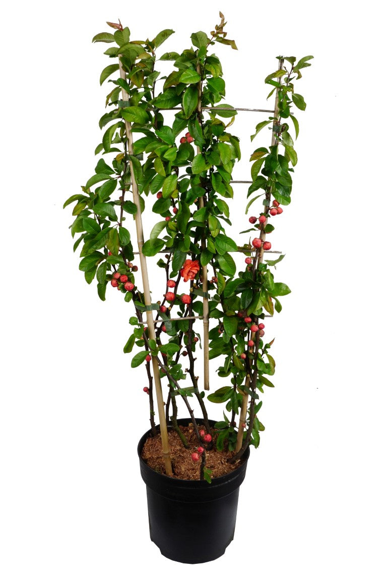 Rosenkvitten spec. &