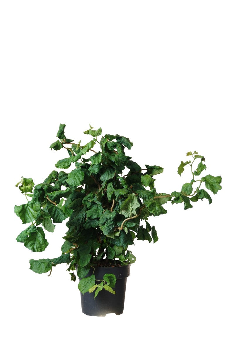 Corylus a. &