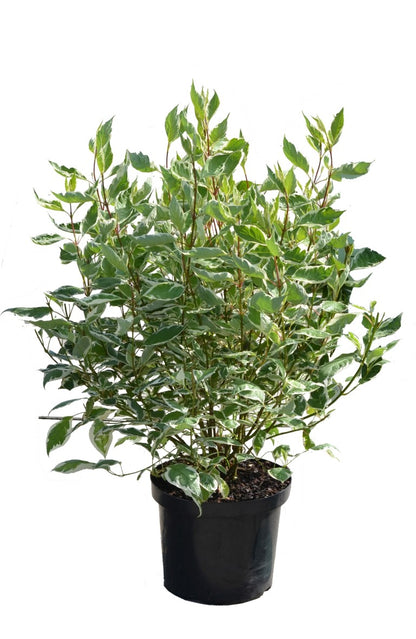 Cornus alba &