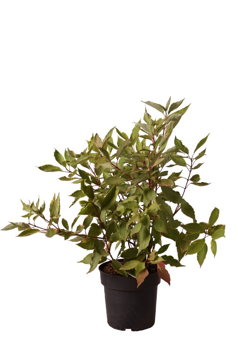 Cornus alba &